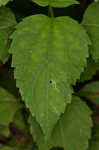 White snakeroot